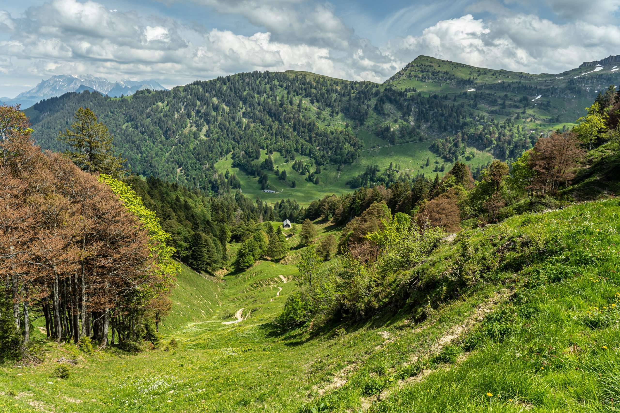 sonnig, Wald, unbearbeitet 2024